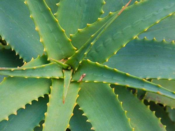 Aloe Plant-Big Sur-California-USA